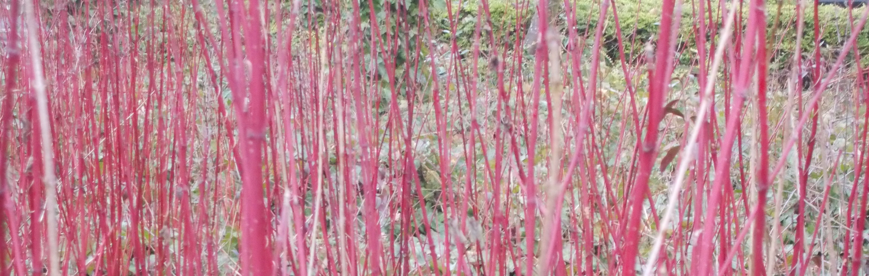 Red Stems in Winter
